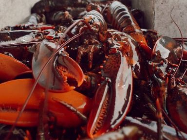 Live Twin Lobsters (2 x 1.25lb, NH Landed)