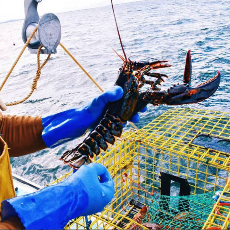 swelloysterco.com: Live Twin Lobsters (2 x 1.25lb, NH Landed)